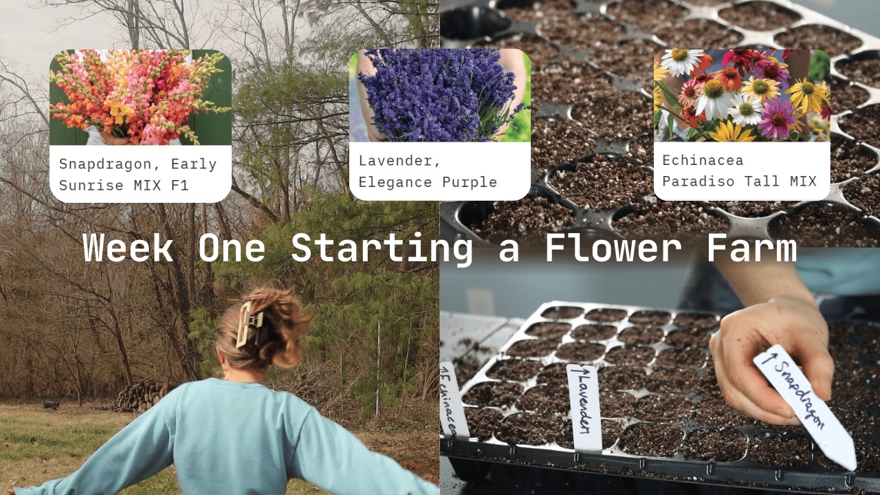 Starting Seeds for My Flower Farm, Week One
