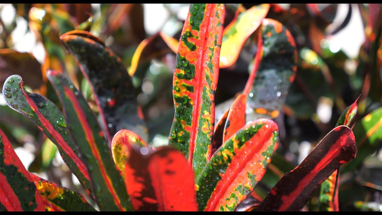 How to Grow Croton from cuttings 4K