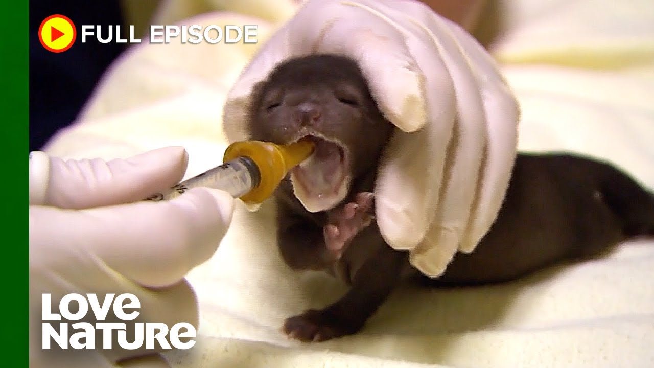 Abandoned Baby Mink Given Second Chance In Life | City Wildlife Rescue 104