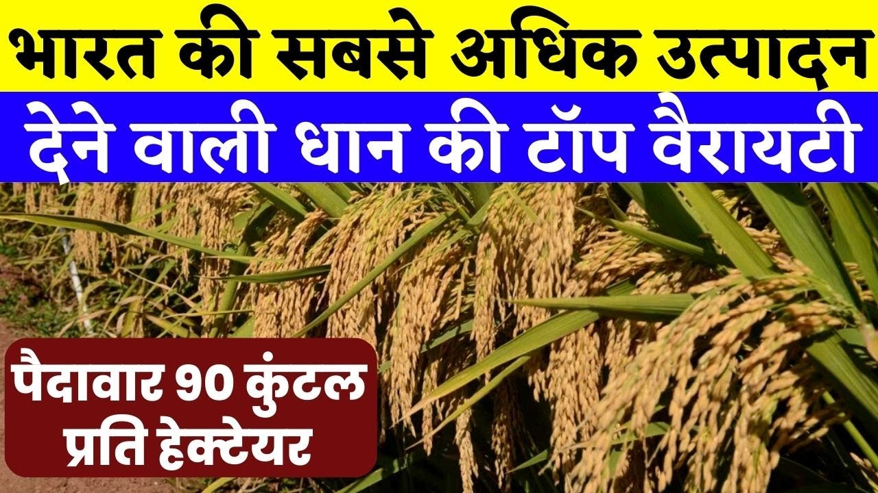 भारत की सबसे अधिक उत्पादन देने वाली धान की टॉप वैरायटी  पैदावार 90 कुंटल || Dhan ki top 5 variety
