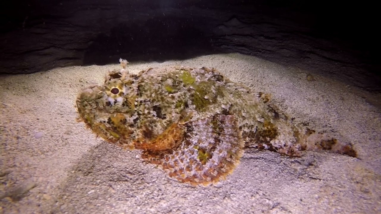 Buceo Nocturno San Andr&eacute;s Islas