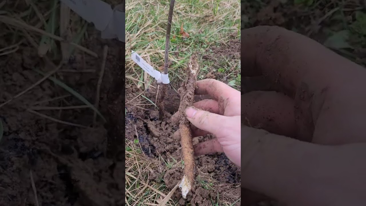 How to Plant a Northern Pecan bare root, works for Hickory and Walnut too!