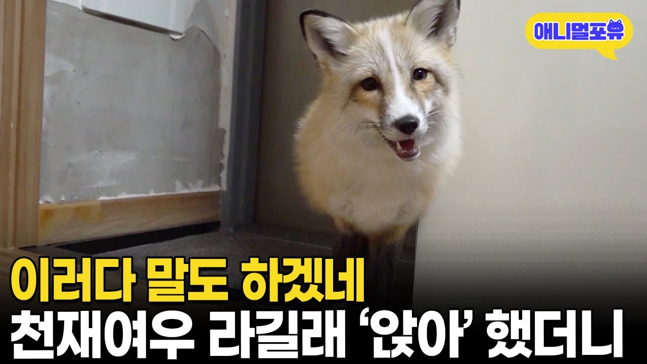 &lsquo;앉아!&rsquo; 하면 바로 앉는 레전드 천재 여우 찾아가보니 I KBS 류수영의 동물티비 210529 방송