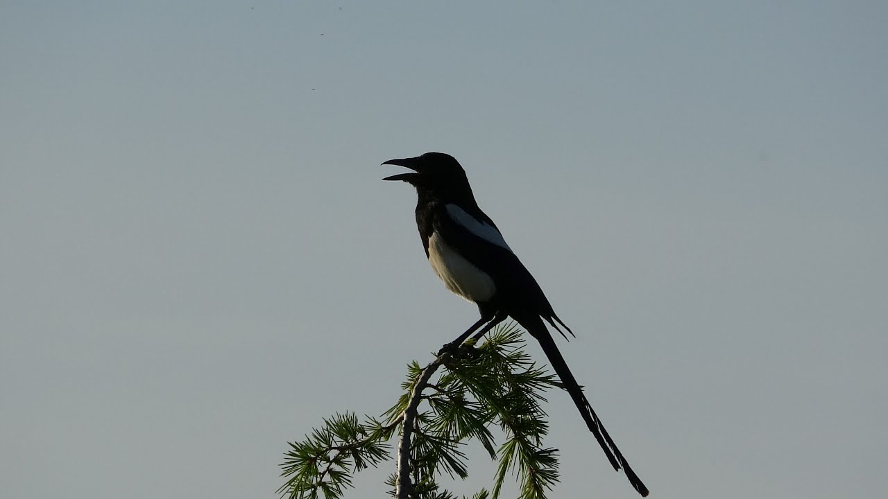 La Urraca Común: Entre las aves más inteligentes y abundante de la Península Ibérica.