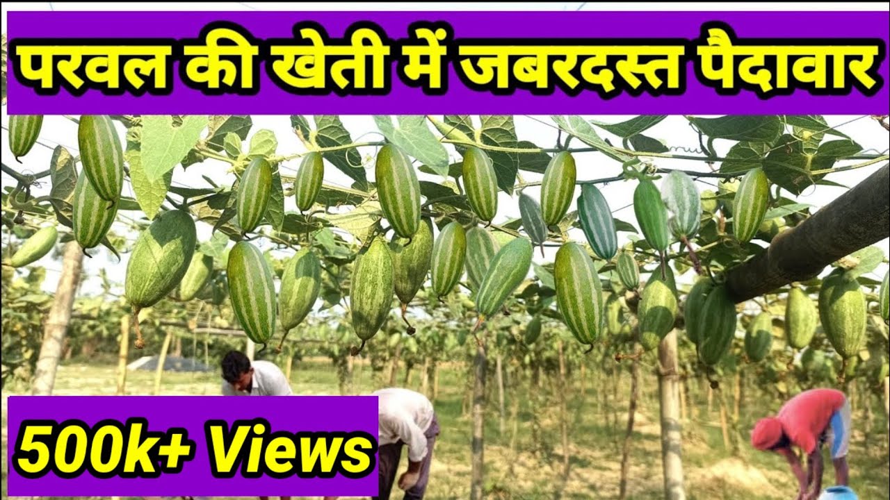 इस तरह होगी परवल में जबरदस्त पैदावार | Pointed Gourd | Parwal ki kheti