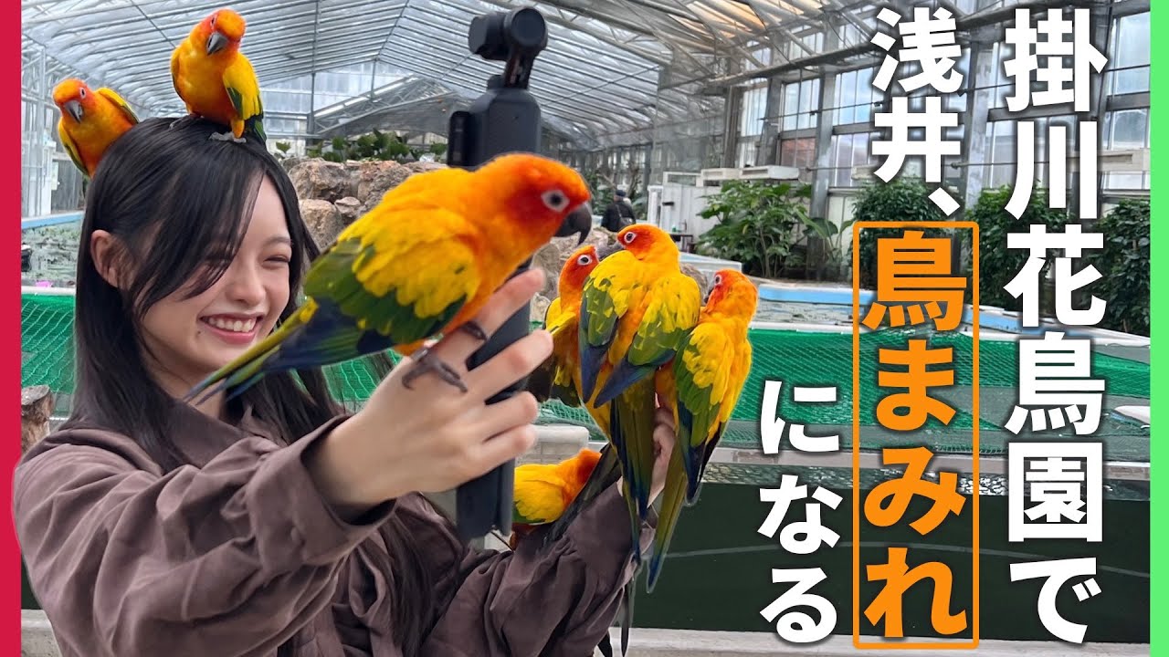 【天国】鳥マニア浅井が掛川花鳥園で鳥まみれ！櫻坂46にも遭遇！？