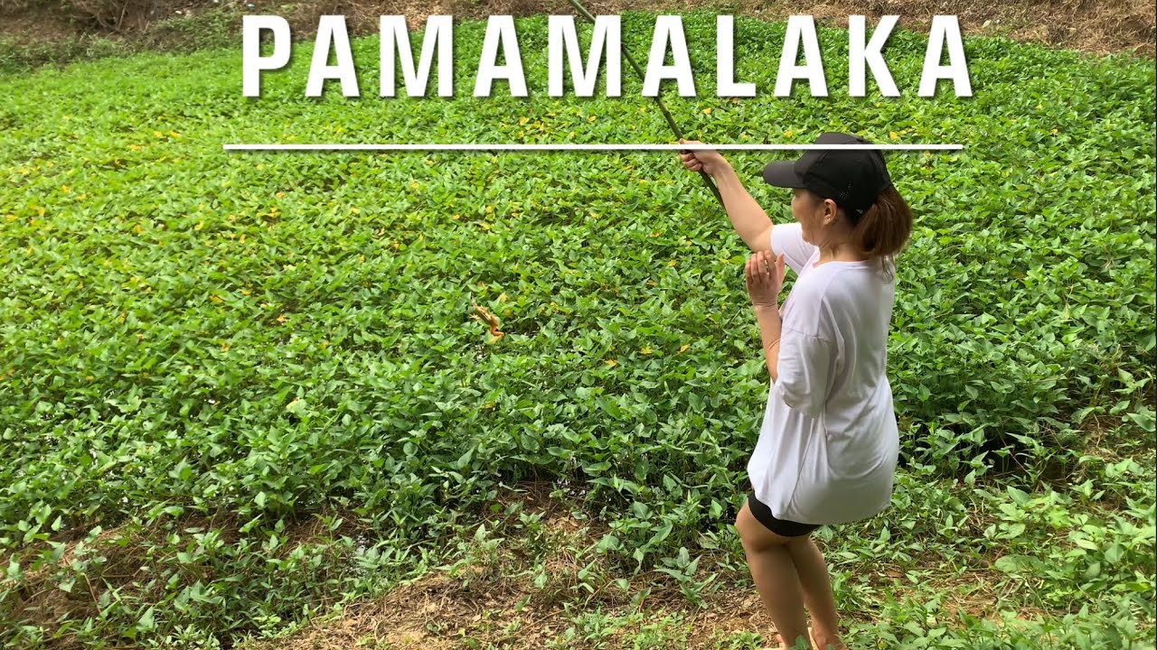 Pamimingwit ng palaka ng walang panalok #farming #farmer