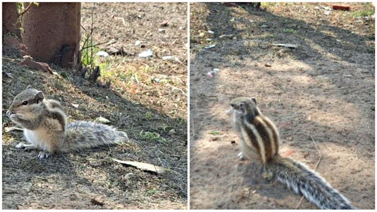 Hungry Village Squirrel Finds a Treat!  🐿️