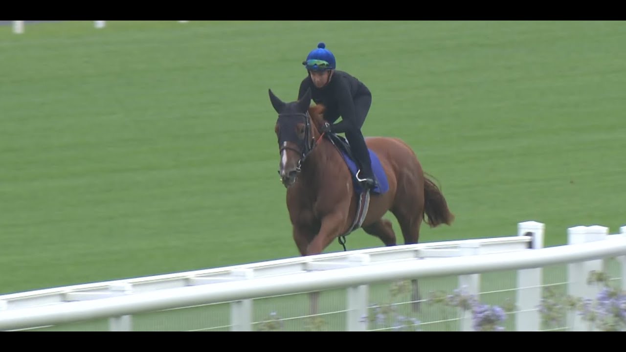 2YOs track gallop before Saturday's Karaka Millions