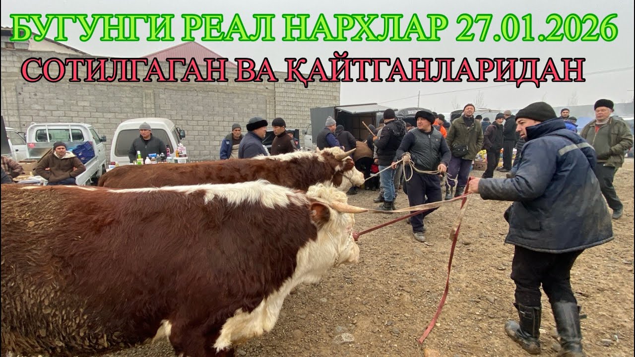 БУГУНГИ СОТИЛГАН ВА ҚАЙТГАН НАРХЛАР ДАХШАТ БЎЛДИ😱 ДЎРМАНЧА БОЗОРИ
