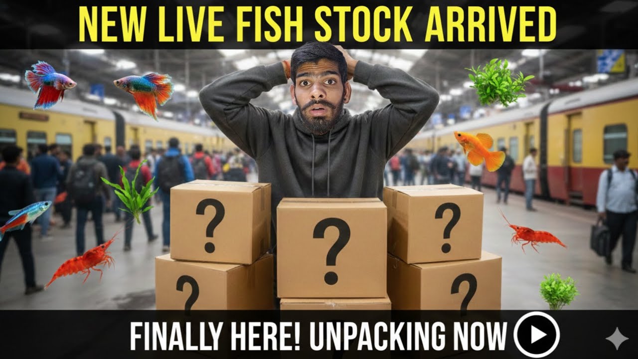 New Live fish stock { FEBRUARY 2026}alert ⚠️ 📢  