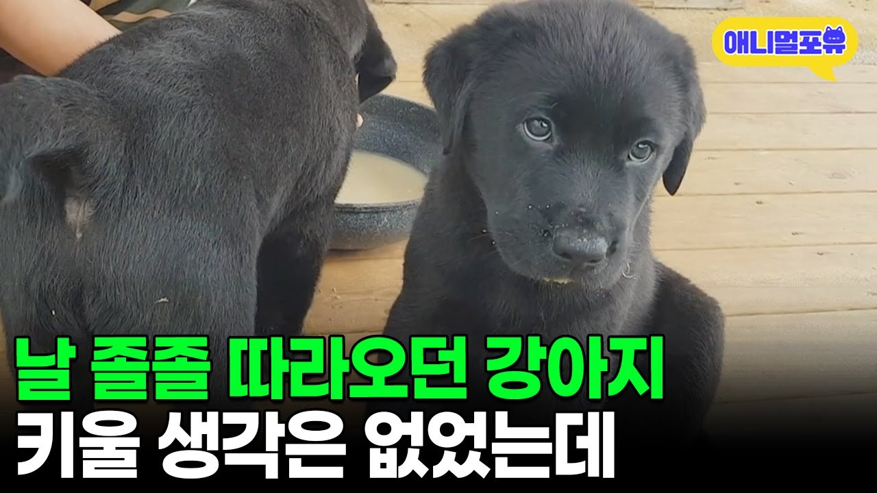 자꾸 졸졸 뒤따라오던 강아지.. 어쩔 수 없이 데려왔더니 I KBS 동물극장 단짝 230121 방송