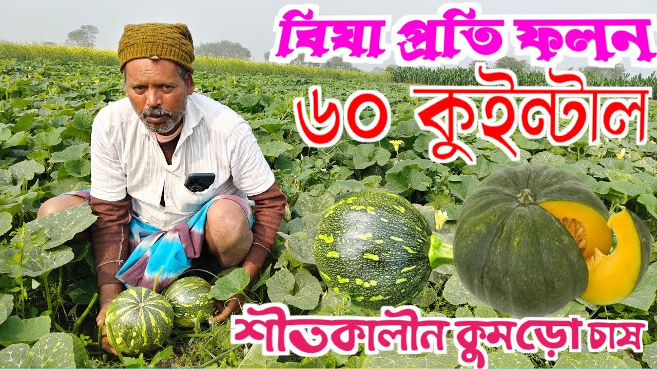 Sweet Pumpkin Cultivation | বিঘা প্রতি ফলন ৬ টন! এত ফলনের আসল রহস্য কি? @sharifulagrivlog 
