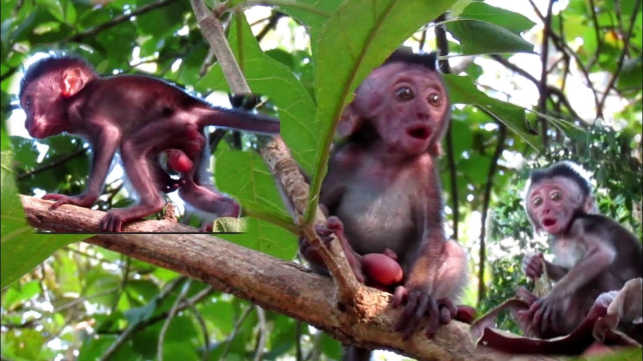 Baby monkey lost looking for mother