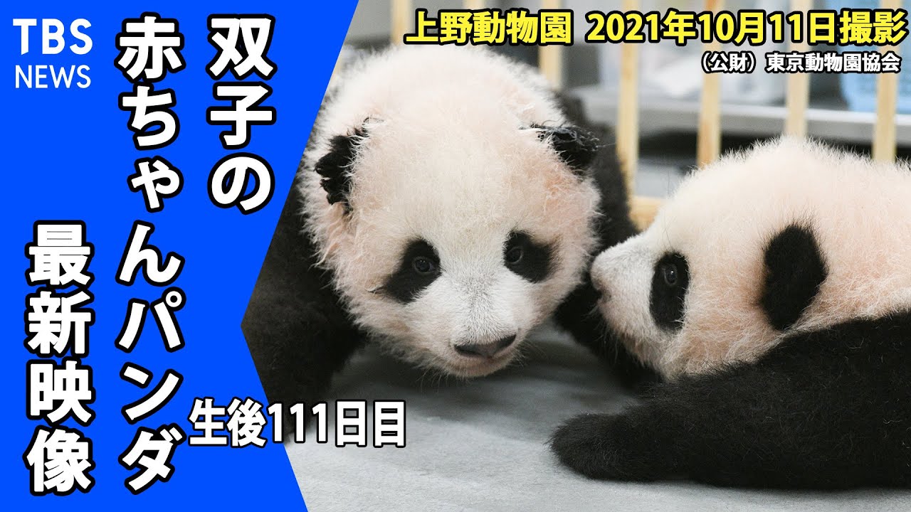 【最新映像】上野の双子パンダ   シャオシャオとレイレイがよちよち歩き（１０月１１日撮影）