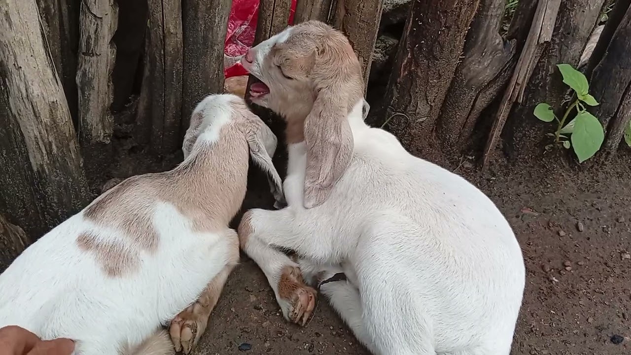 Nasceram mais 2 cabritos pra almentar a fazenda...🌵