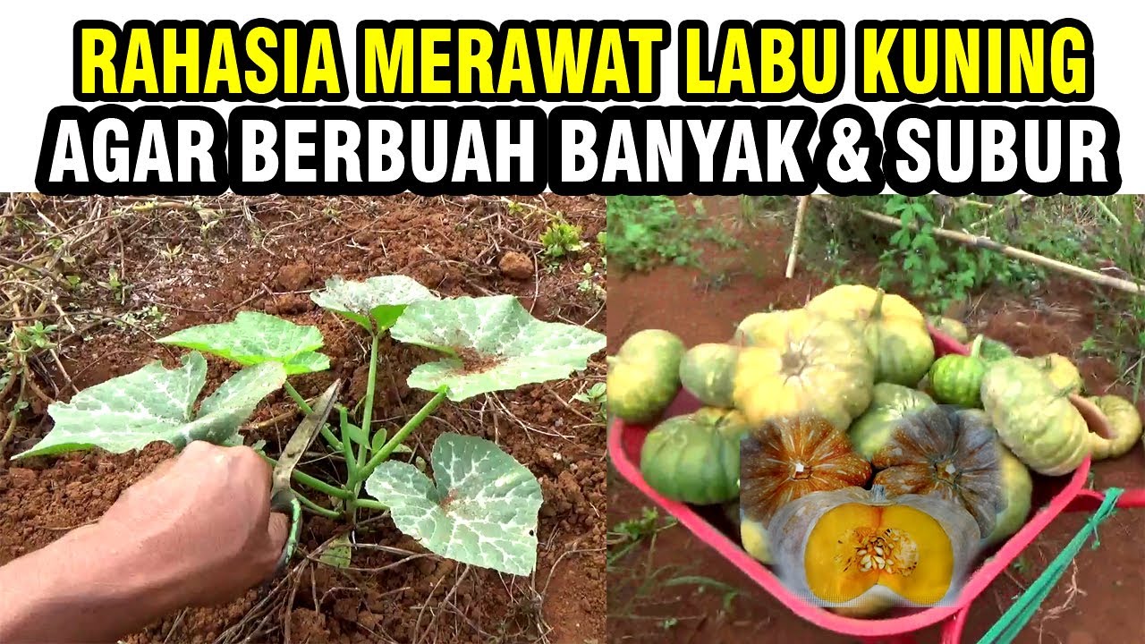 LAKUKAN CARA INI⁉️AGAR LABU KUNING BERBUAH BANYAK & TUMBUH SUBUR