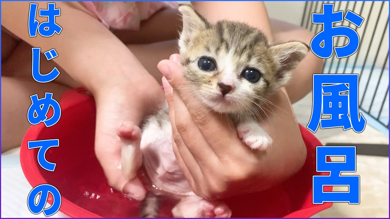 【保護猫】人生初のお風呂にタジタジな猫！【キキとオト】