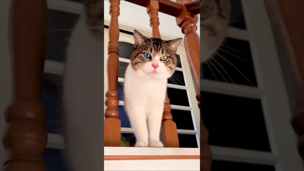 Кот Сань Сань😺