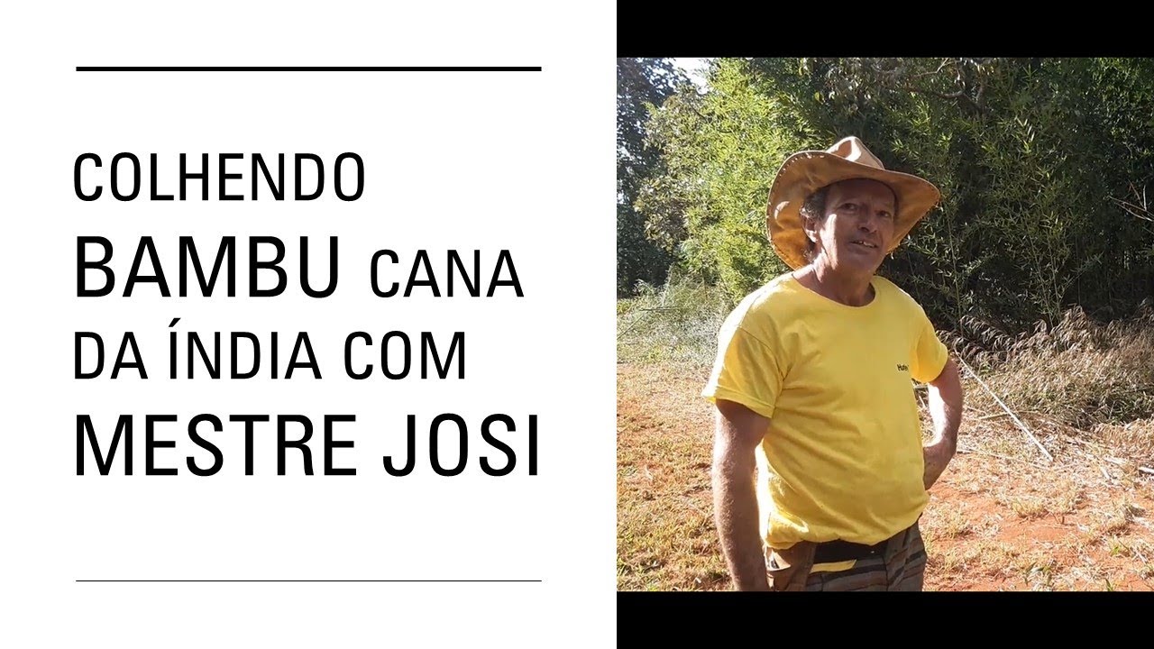 Colhendo bambu Cana da índia - Phyllostashys áurea