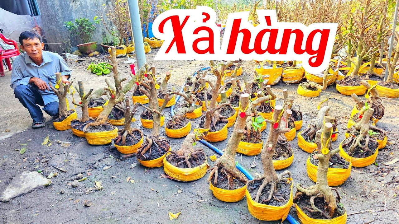 Anh Vũ 📲 0866173290 xả hàng mai Giảo Thủ Đức 5/3 (@MaivàngQuêdừa)