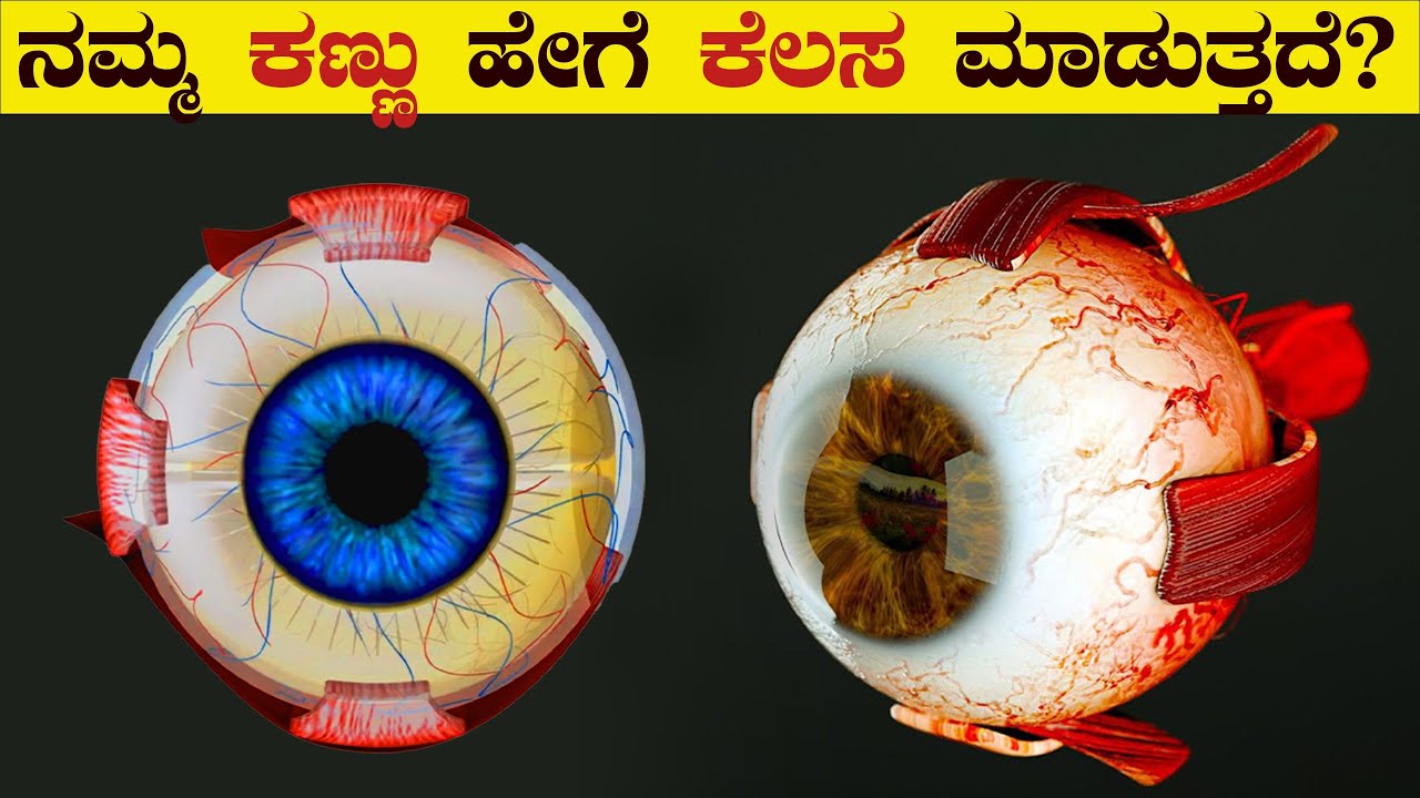 What Happens inside Your Eyes | Working of Human Eye in Kannada | 3D Animation | VismayaVani