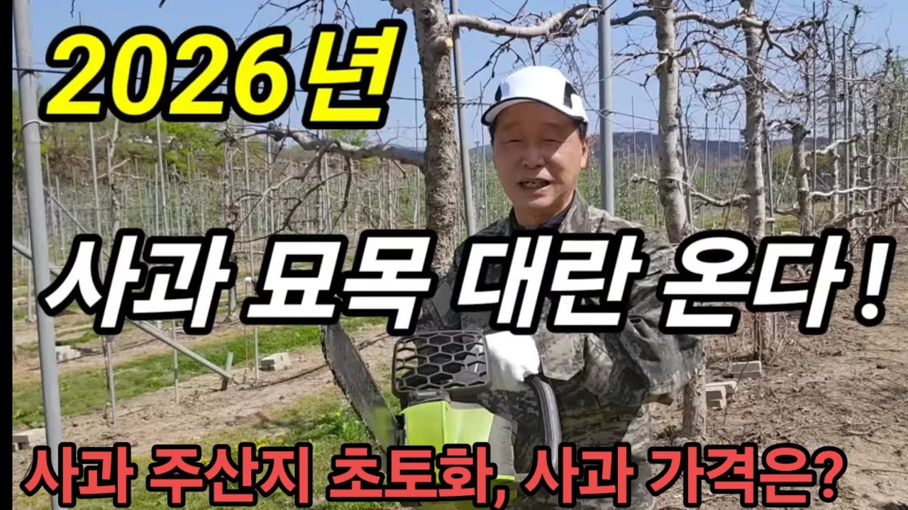 사과 묘목대란 및 사과 가격 고공행진 예상! 산불로 사과 주산지 초토화