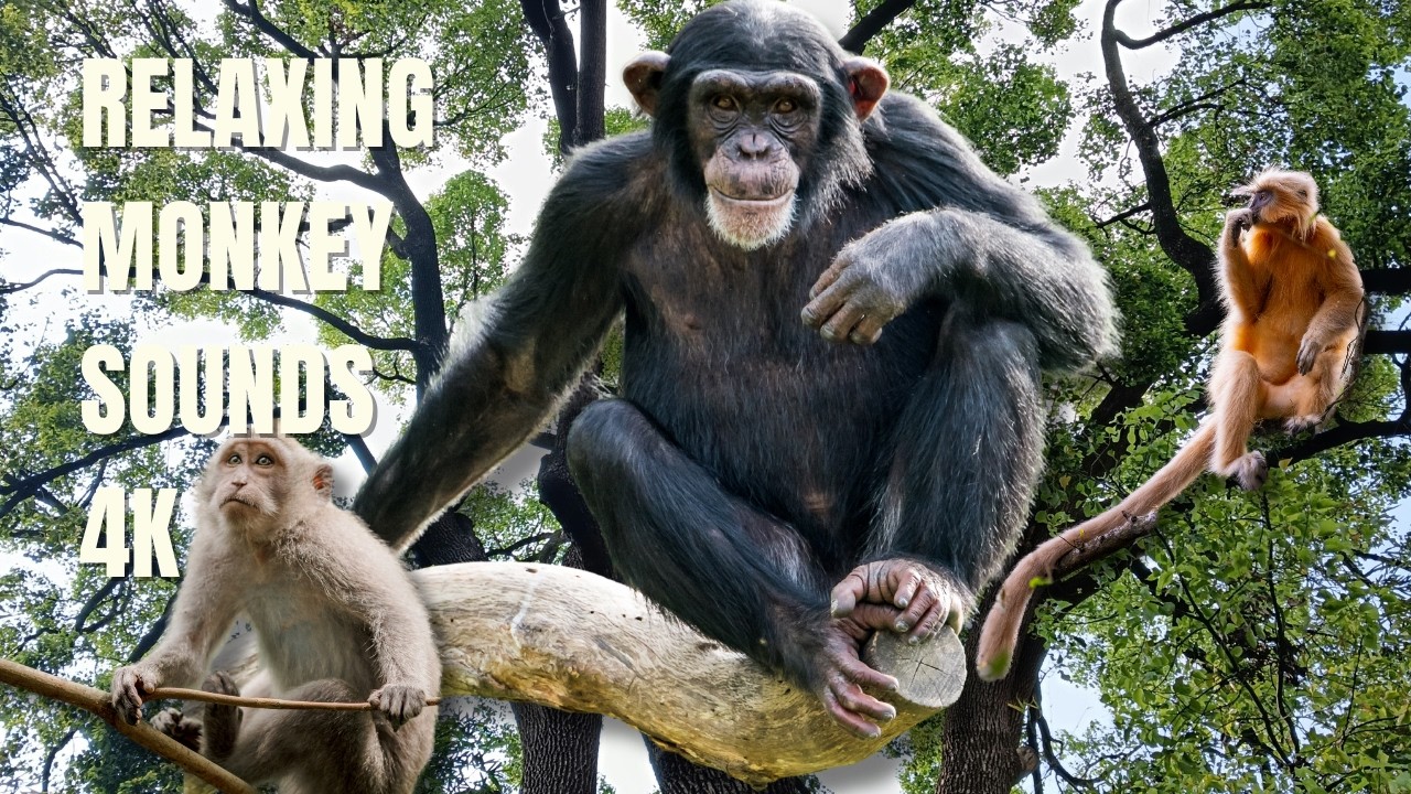 Relaxing Monkey Sounds | Peaceful Forest Wildlife Ambience