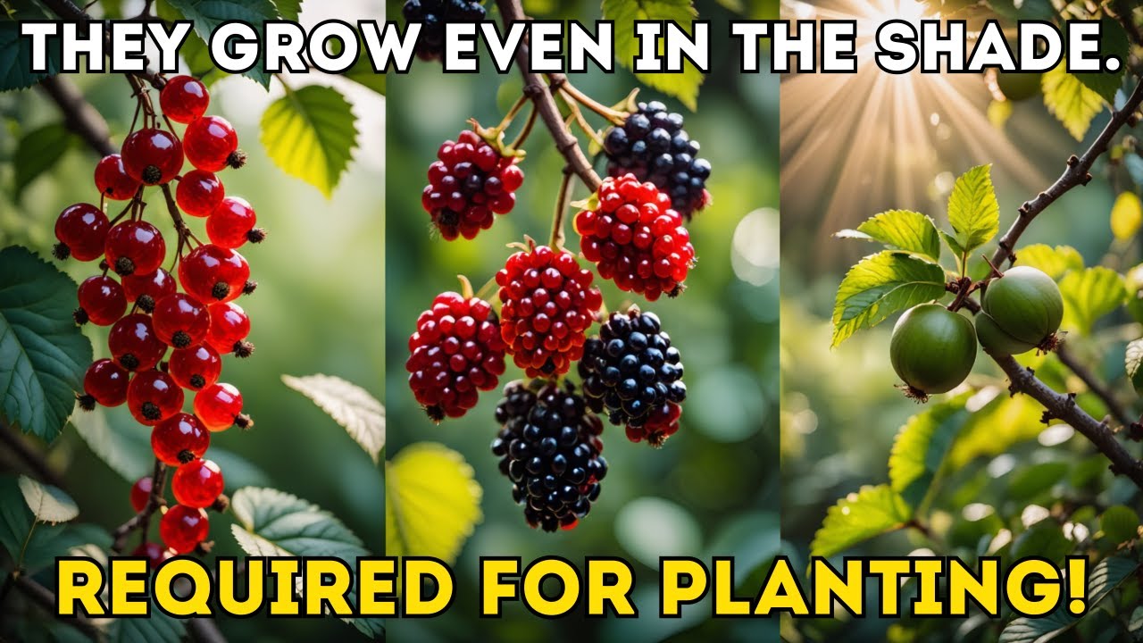 15 Best Fruits You Can Grow in the Shade — Tips for Caring in Low-Light Conditions