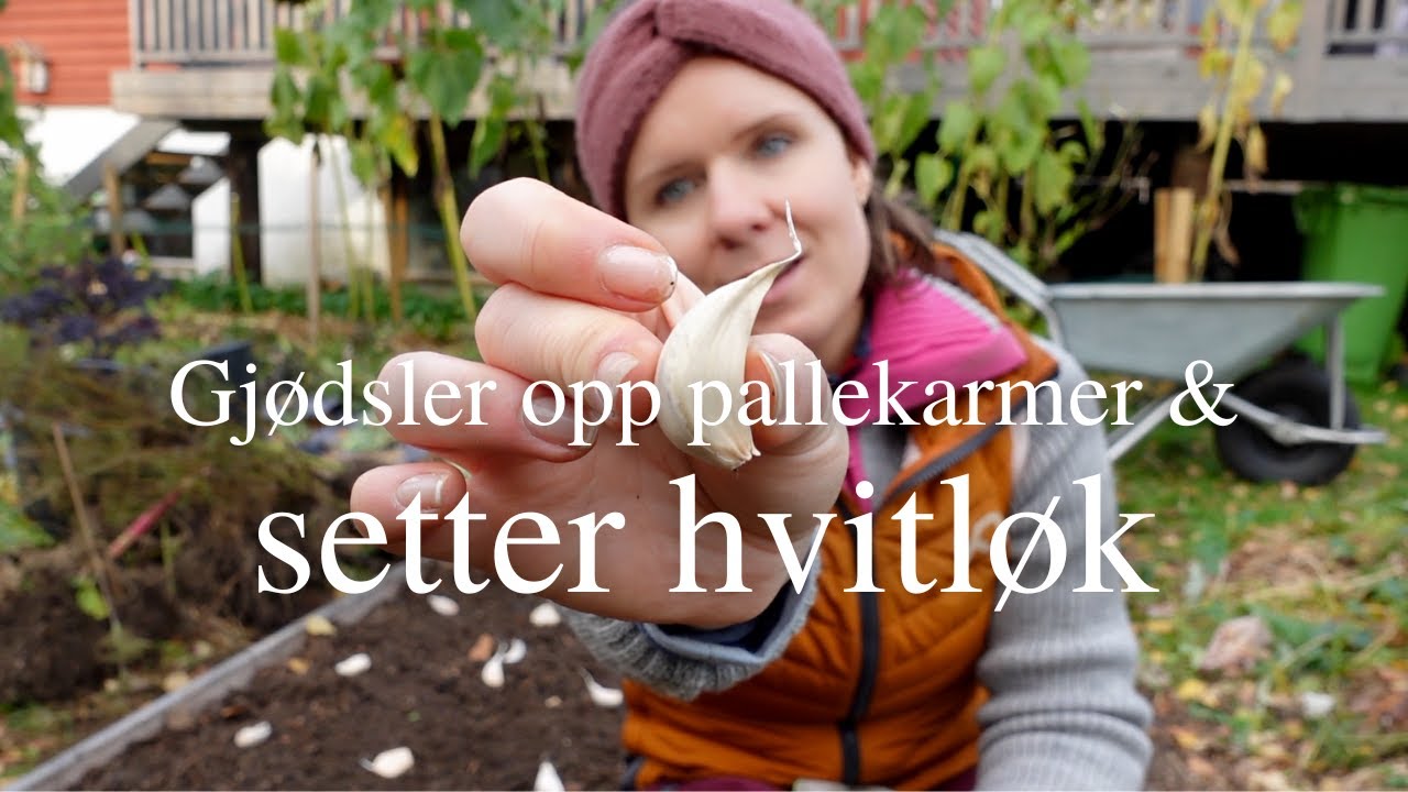 Gjødsler opp pallekarmer og setter hvitløk