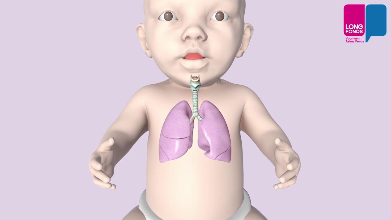 RS virus - wat gebeurt er in je longen?