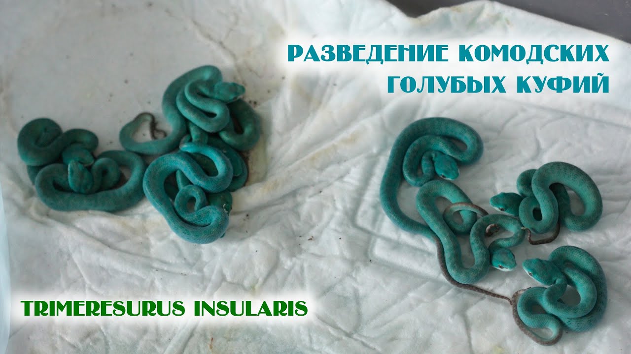 Разведение голубых куфий Trimeresurus insularis
