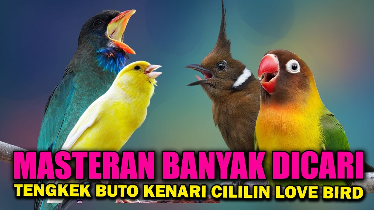 MASTERAN MURAI TEMBAKAN LOVE BIRD, KENARI CILILIN & TENGKEK BUTO PEDAS KASARAN