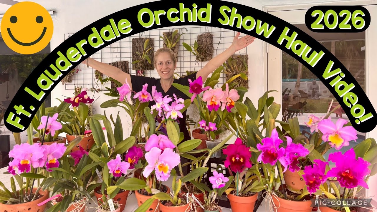 International Orchid Haul/ Ft. Lauderdale 2026/ Rare finds / wishlist item! 