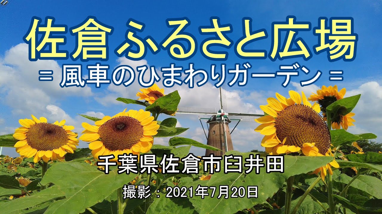 佐倉ふるさと広場 = 風車のひまわりガーデン = [4K] Sakura Furusato Square = Windmill Sunflower Garden =