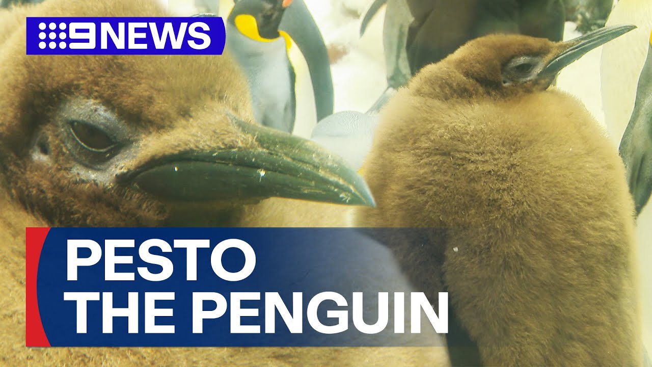 Sea Life’s Pesto the penguin chick becomes superstar | 9 News Australia