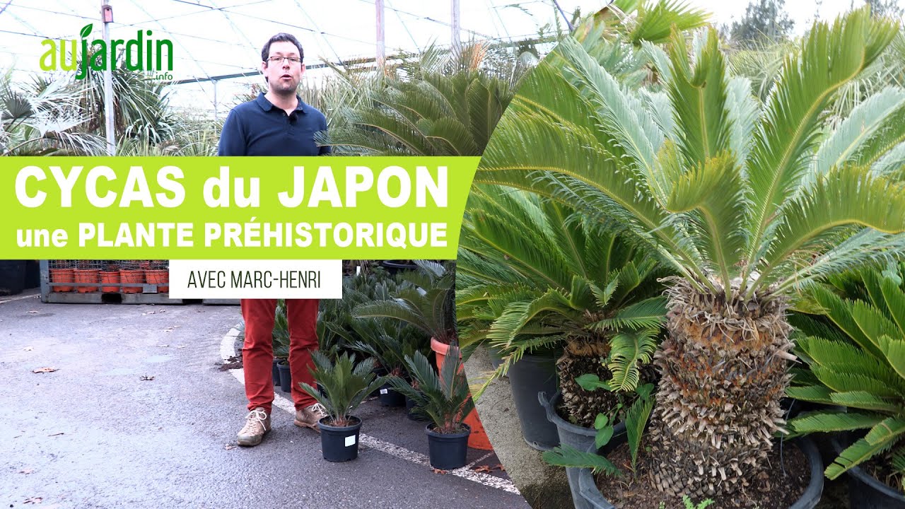 CYCAS du JAPON🌴une PLANTE PRÉHISTORIQUE à l'allure de PALMIER - CULTURE et ENTRETIEN