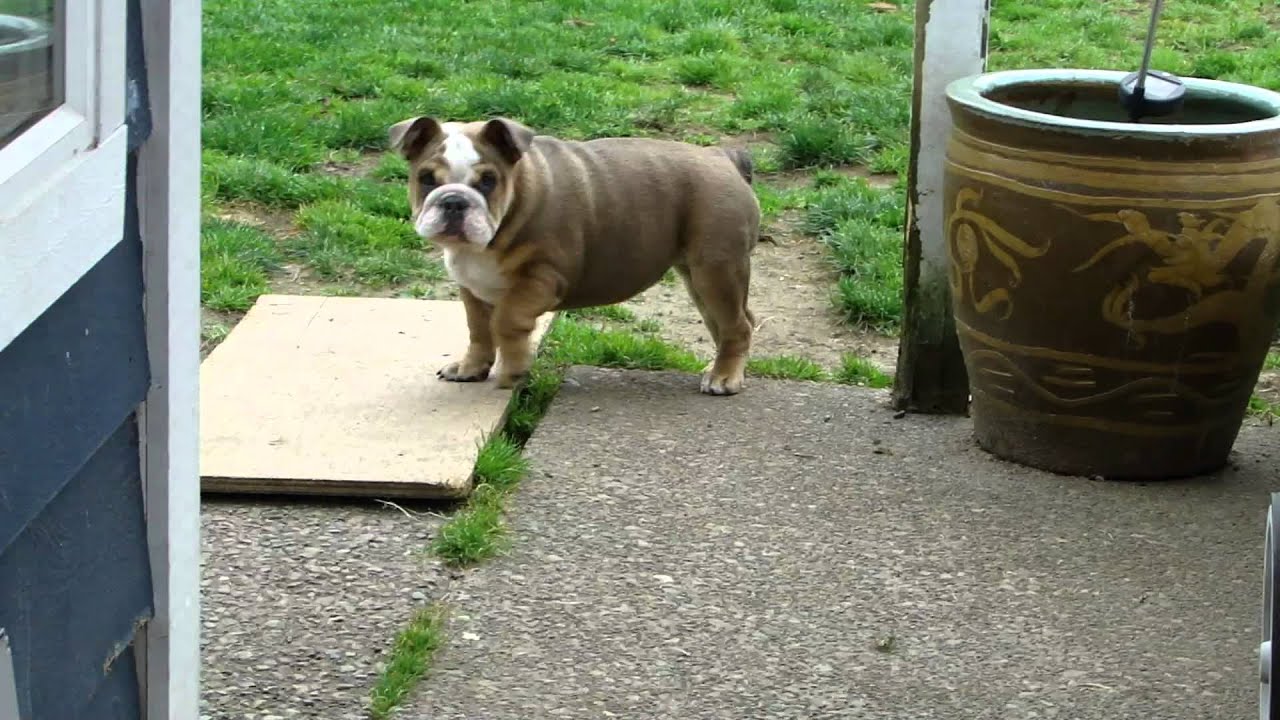 West Coast Rare Bulldogs playing