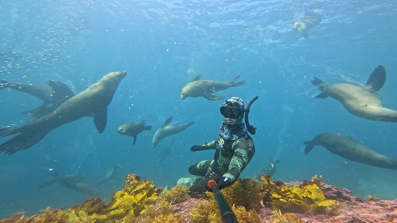 Spearfishing In Great White Shark Waters of Jervis Bay, NSW, Australia