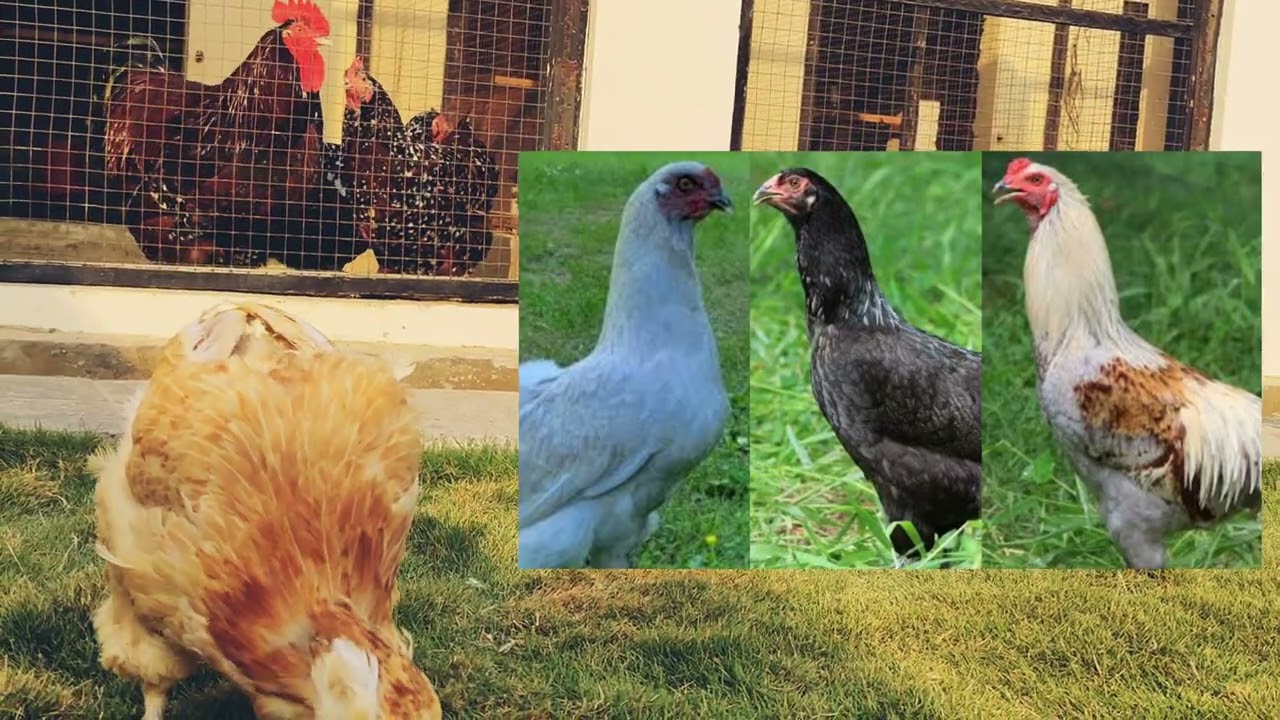 Araucana chicks blue egg 🔵 layer at Maven Farms 🇵🇰