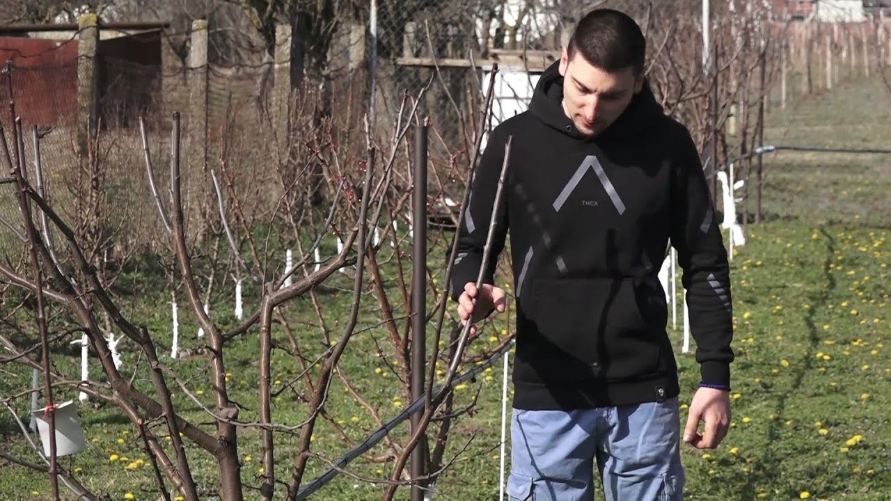 Mlad voćnjak mladog Nikole Kosanovića