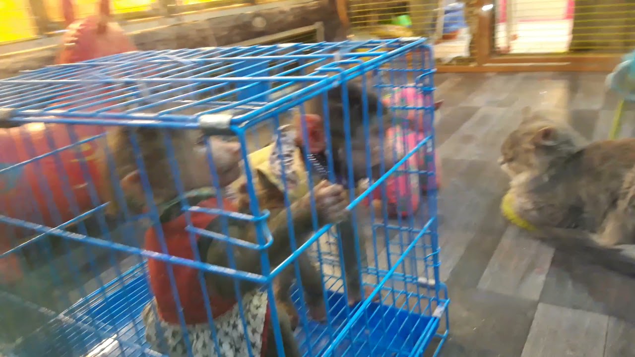 humble baby monkey|hug each other inside the cage