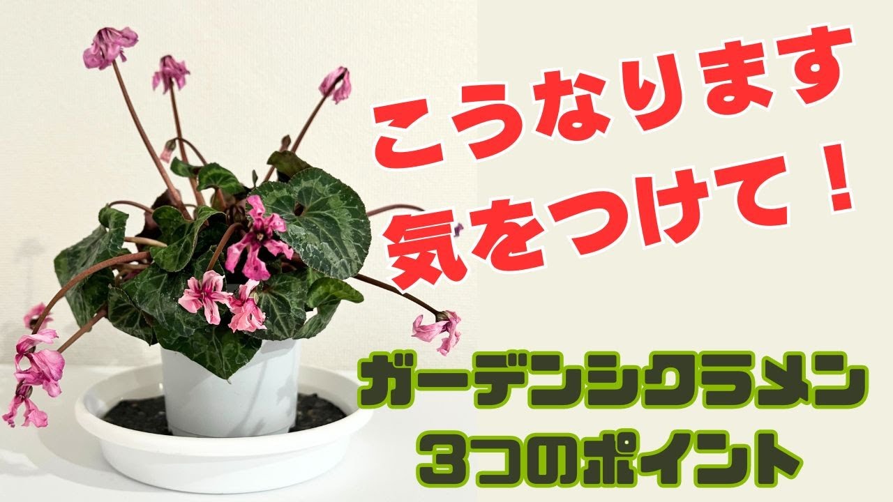 寒くてぐったり！😱萎れたガーデンシクラメンの対処法！3つのポイントと育て方