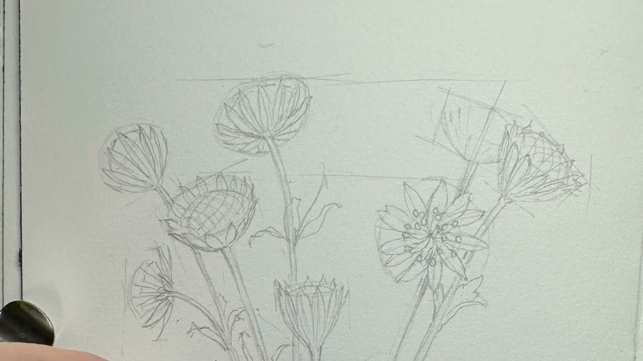 November 2023 Botanical Sketchbook, Astrantia major