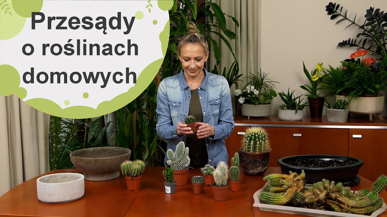 Przesądy o domowych roślinach doniczkowych. Znacie je? Wierzycie w nie?