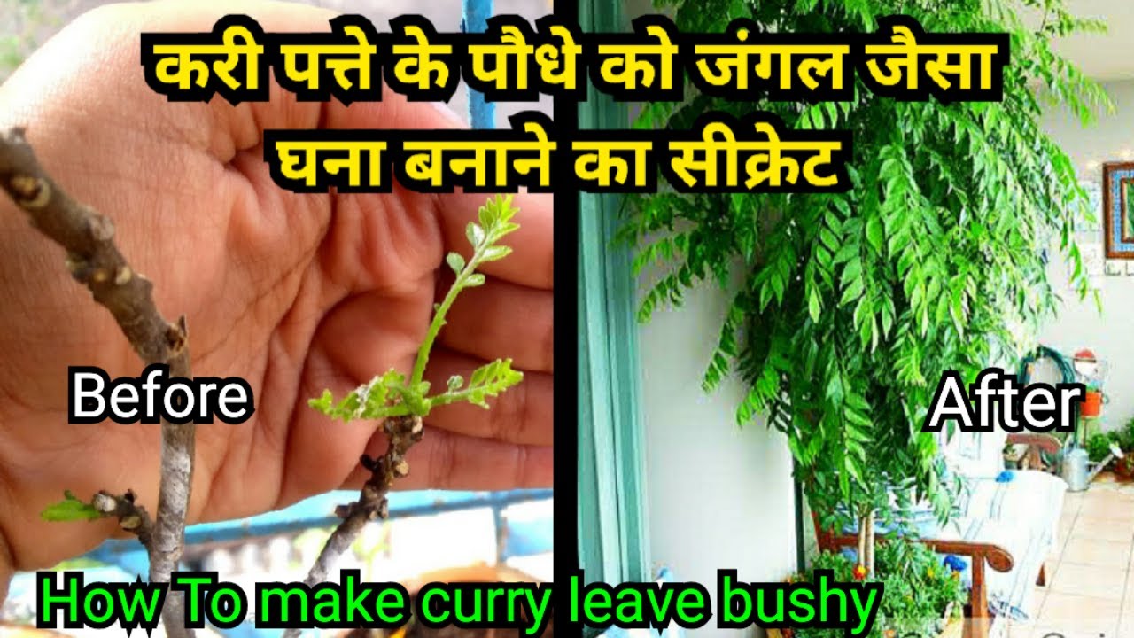 करी पत्ते के पौधे को घना और हरा भरा बनाने का सीक्रेट | How to grow bushy curry leave plant in pot