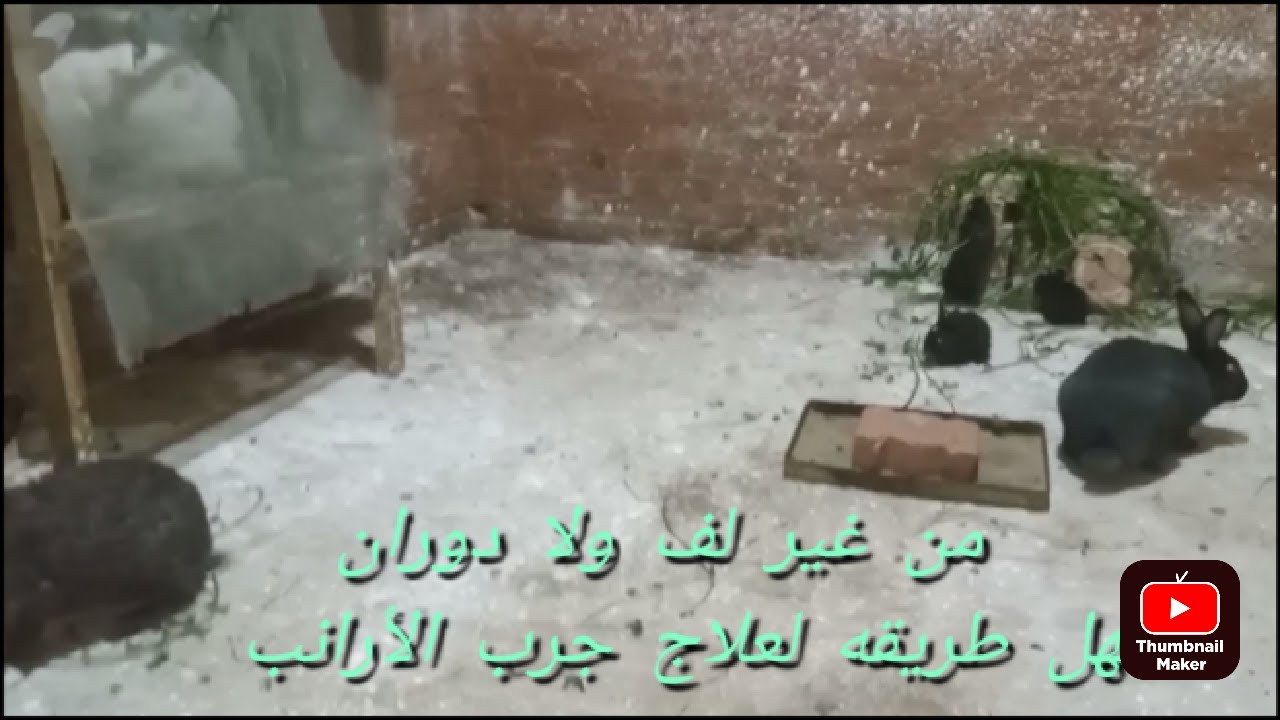المختصر المفيد في علاج الجرب عند الأرانب
