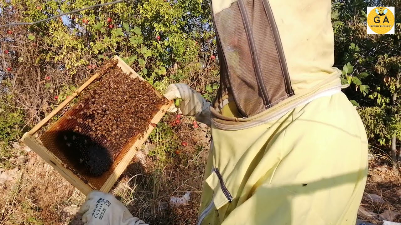 Belfast arı kovanındaki eksikler. kışa hazırlık. beekeeping. Arıçılıq. arıcılık.BELFAST