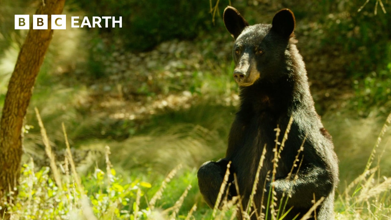 Bear Family Searches for Water | Wild Mexico | BBC Earth