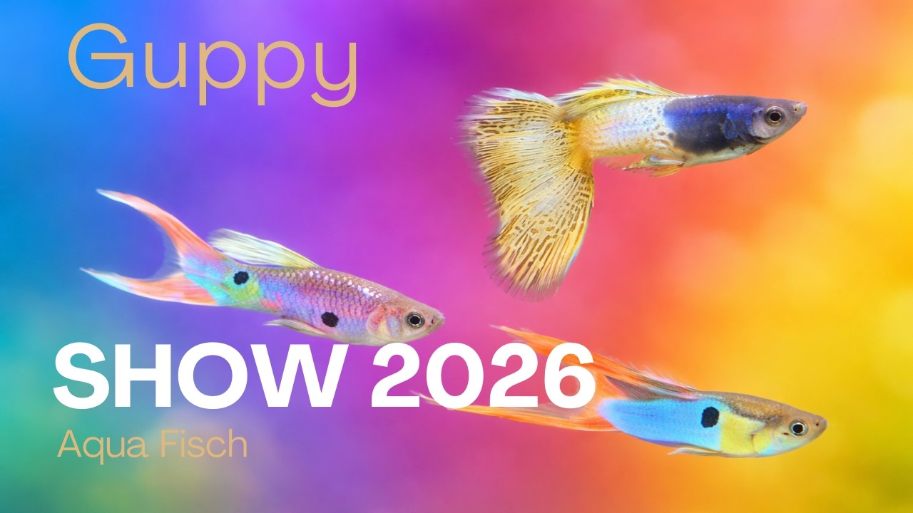 Guppy Show 2026